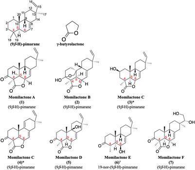Biological roles of momilactones: achievements, challenges, and promising approaches to exploit their beneficial properties